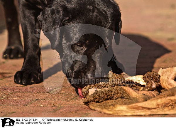fressender Labrador Retriever / eating Labrador Retriever / SKO-01834