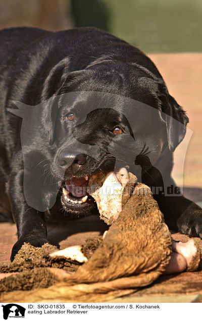 fressender Labrador Retriever / eating Labrador Retriever / SKO-01835
