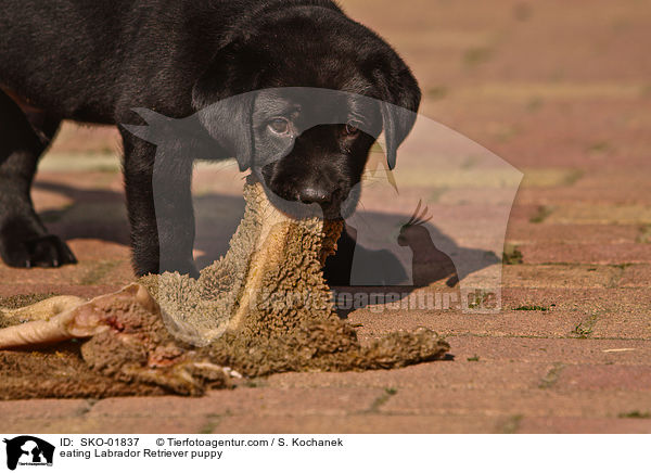 fressender Labrador Retriever Welpe / eating Labrador Retriever puppy / SKO-01837