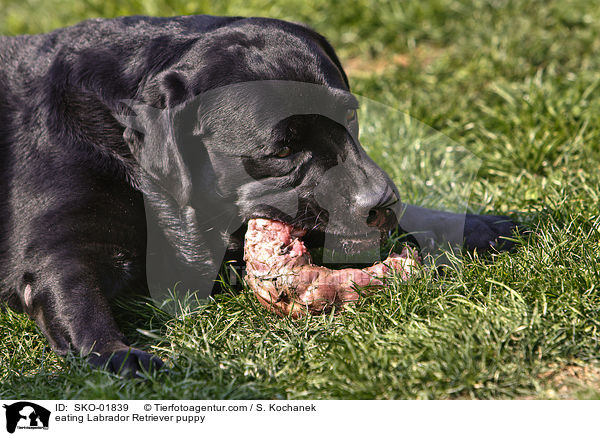 fressender Labrador Retriever Welpe / eating Labrador Retriever puppy / SKO-01839