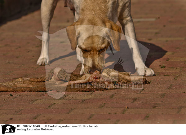 fressender Labrador Retriever / eating Labrador Retriever / SKO-01840