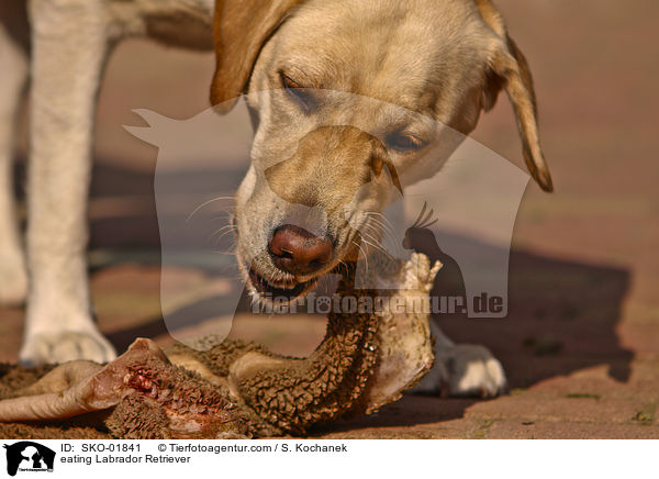 fressender Labrador Retriever / eating Labrador Retriever / SKO-01841