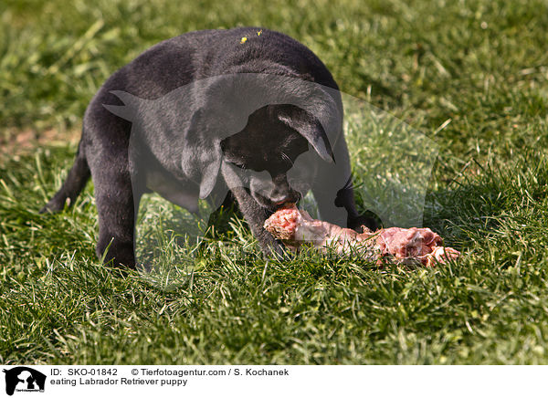 fressender Labrador Retriever Welpe / eating Labrador Retriever puppy / SKO-01842