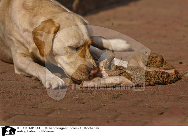 fressender Labrador Retriever / eating Labrador Retriever / SKO-01844
