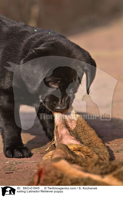 fressender Labrador Retriever Welpe / eating Labrador Retriever puppy / SKO-01845