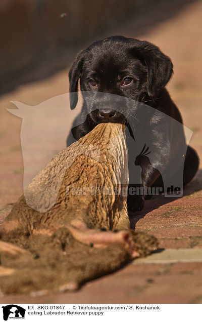 fressender Labrador Retriever Welpe / eating Labrador Retriever puppy / SKO-01847