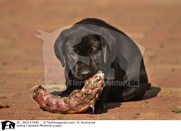 fressender Labrador Retriever Welpe / eating Labrador Retriever puppy / SKO-01848