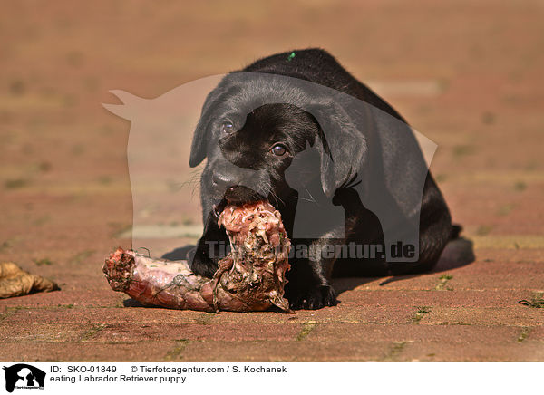 fressender Labrador Retriever Welpe / eating Labrador Retriever puppy / SKO-01849