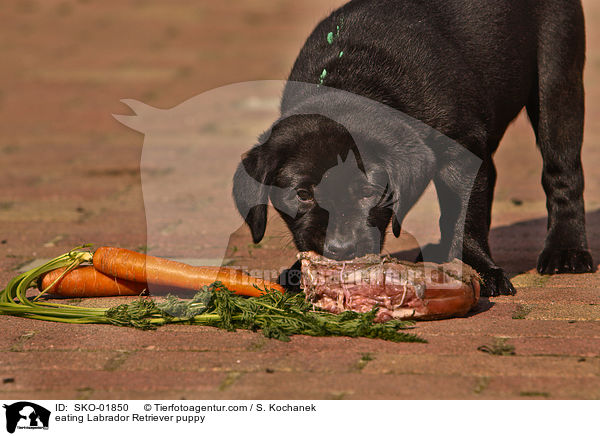 fressender Labrador Retriever Welpe / eating Labrador Retriever puppy / SKO-01850