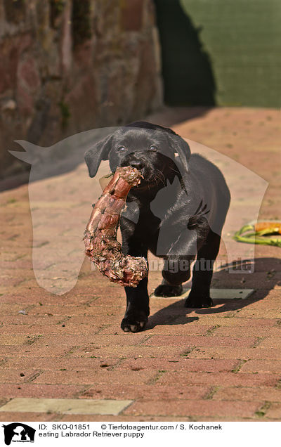 fressender Labrador Retriever Welpe / eating Labrador Retriever puppy / SKO-01851