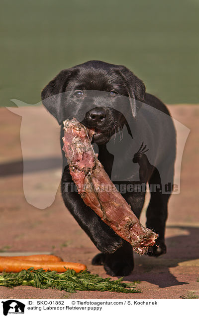 fressender Labrador Retriever Welpe / eating Labrador Retriever puppy / SKO-01852