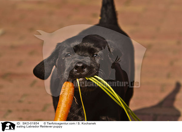 fressender Labrador Retriever Welpe / eating Labrador Retriever puppy / SKO-01854