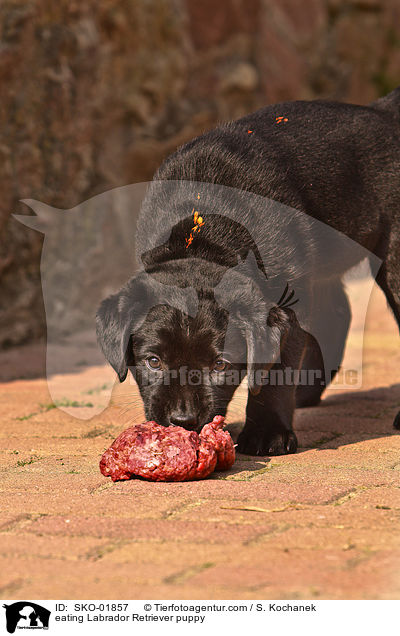 fressender Labrador Retriever Welpe / eating Labrador Retriever puppy / SKO-01857