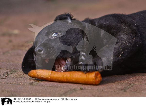 fressender Labrador Retriever Welpe / eating Labrador Retriever puppy / SKO-01861
