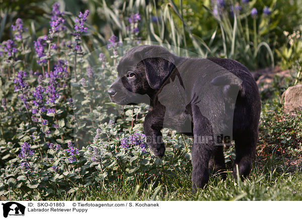 Labrador Retriever Welpe / Labrador Retriever Puppy / SKO-01863