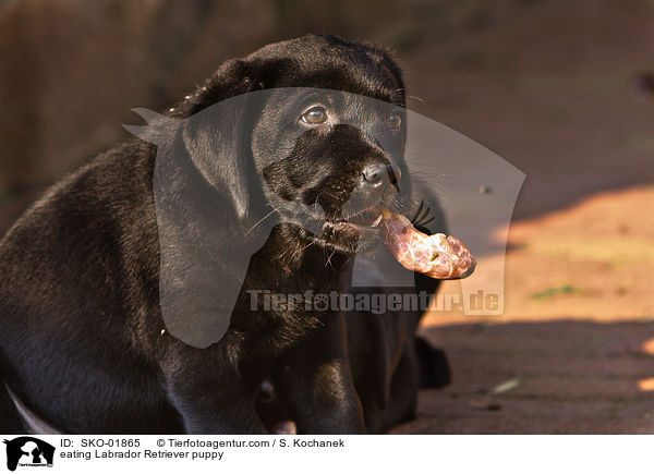 fressender Labrador Retriever Welpe / eating Labrador Retriever puppy / SKO-01865