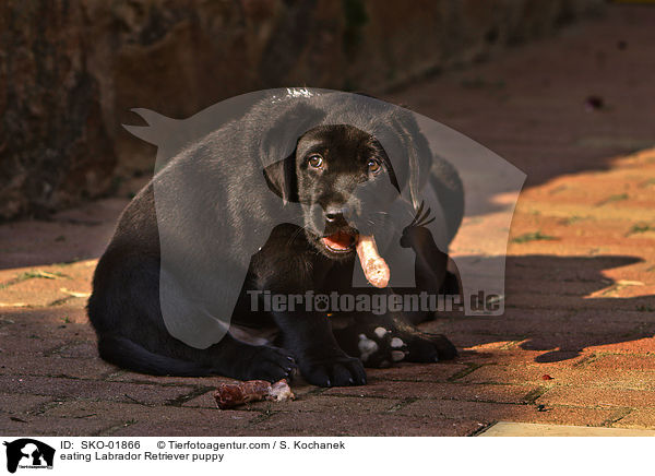 fressender Labrador Retriever Welpe / eating Labrador Retriever puppy / SKO-01866