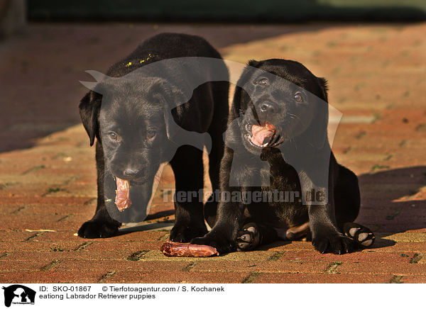 fressende Labrador Retriever Welpen / eationg Labrador Retriever puppies / SKO-01867