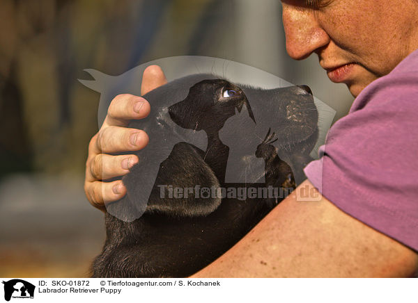 Labrador Retriever Welpe / Labrador Retriever Puppy / SKO-01872