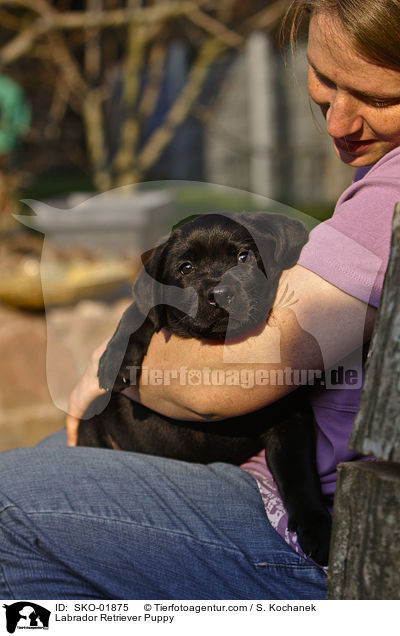 Labrador Retriever Welpe / Labrador Retriever Puppy / SKO-01875
