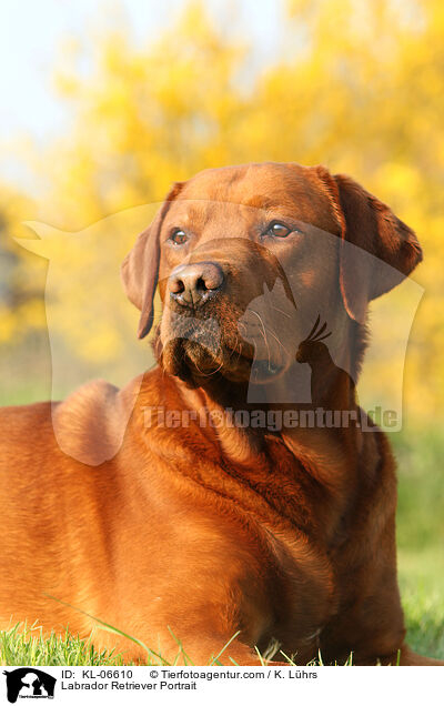Labrador Retriever Portrait / Labrador Retriever Portrait / KL-06610