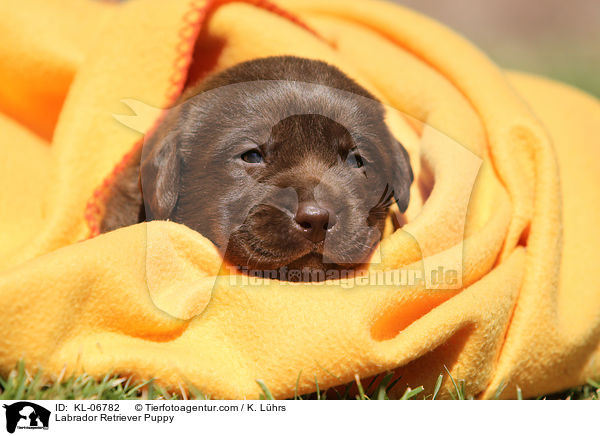 Labrador Retriever Welpe / Labrador Retriever Puppy / KL-06782