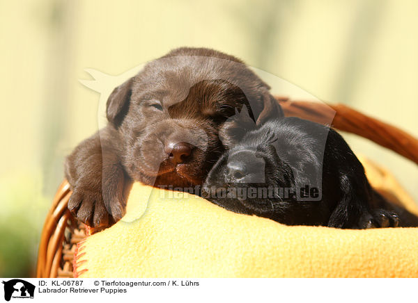 Labrador Retriever Puppies / KL-06787