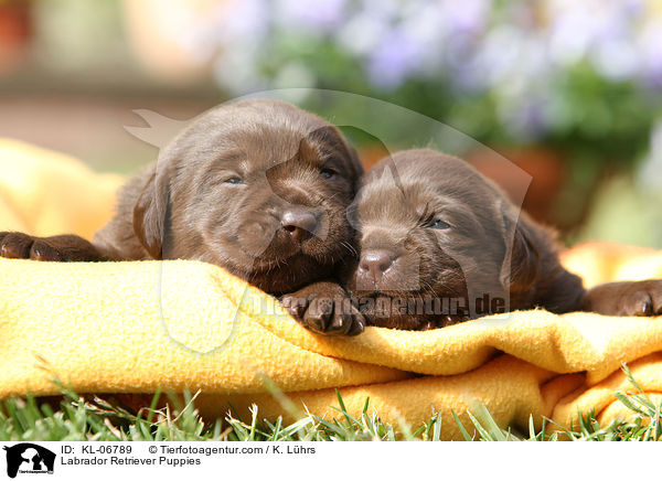 Labrador Retriever Puppies / KL-06789