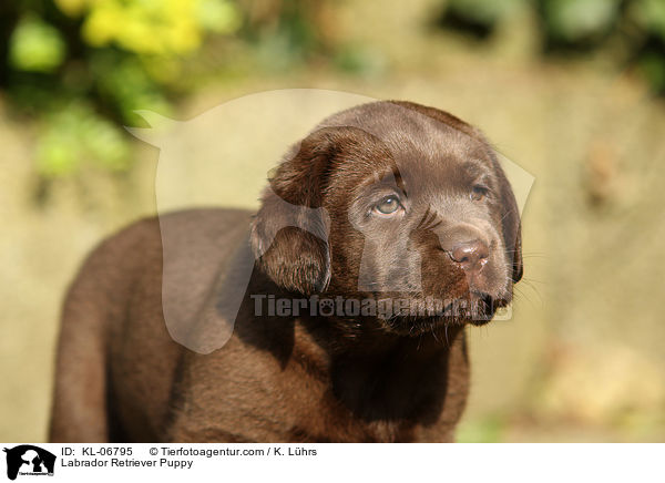 Labrador Retriever Welpe / Labrador Retriever Puppy / KL-06795