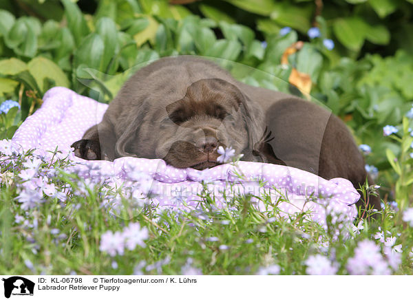 Labrador Retriever Welpe / Labrador Retriever Puppy / KL-06798