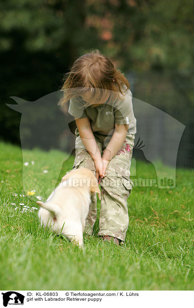 Mdchen mit Labrador Retriever Welpe / girl with Labrador Retriever puppy / KL-06803