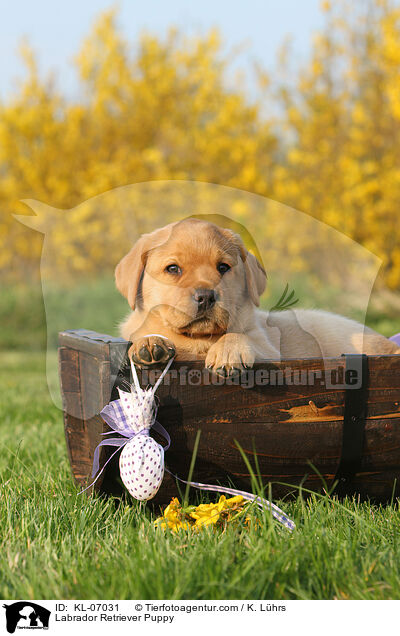 Labrador Retriever Welpe / Labrador Retriever Puppy / KL-07031