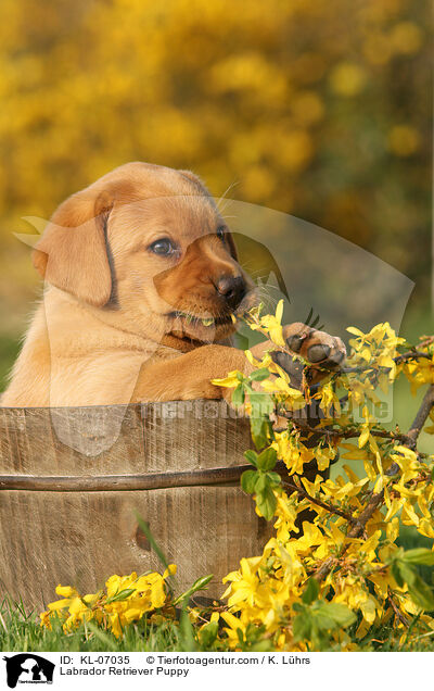 Labrador Retriever Welpe / Labrador Retriever Puppy / KL-07035