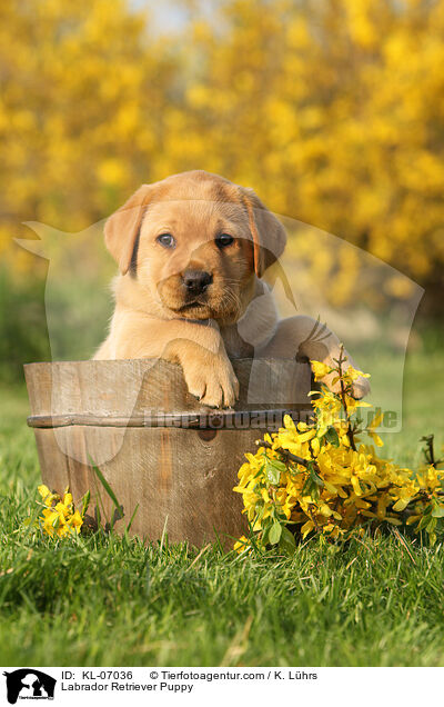 Labrador Retriever Puppy / KL-07036