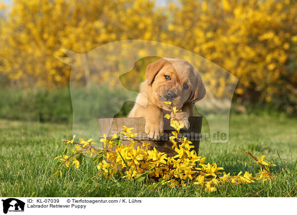 Labrador Retriever Welpe / Labrador Retriever Puppy / KL-07039