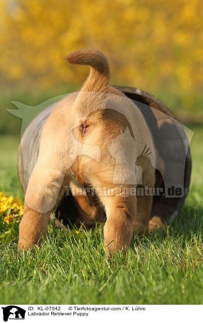 Labrador Retriever Puppy / KL-07042