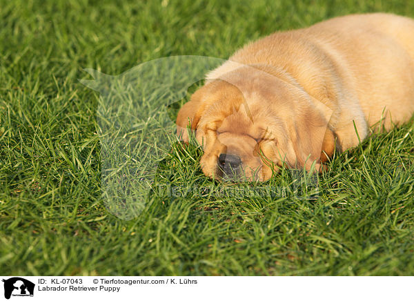 Labrador Retriever Welpe / Labrador Retriever Puppy / KL-07043