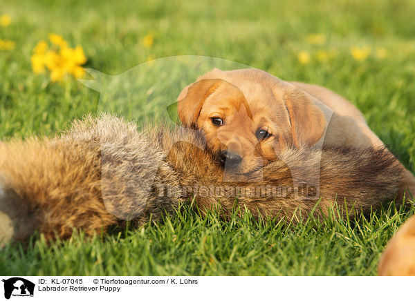 Labrador Retriever Welpe / Labrador Retriever Puppy / KL-07045
