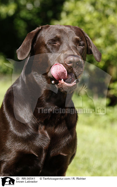 brauner Labrador / brown Labrador / RR-36541