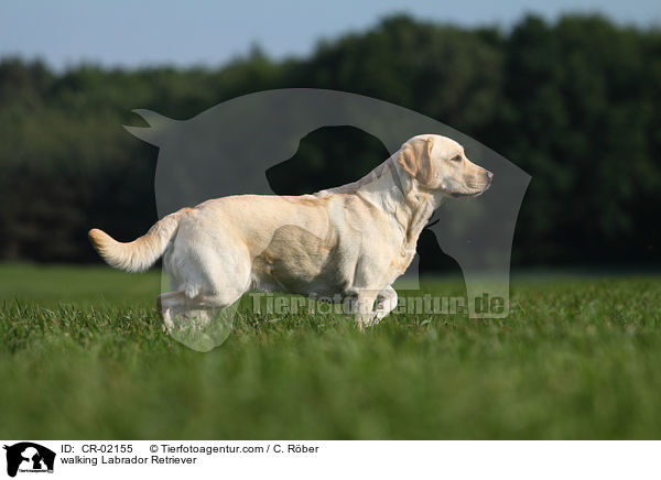 laufender Labrador Retriever / walking Labrador Retriever / CR-02155