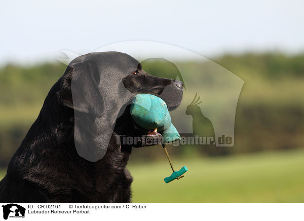 Labrador Retriever Portrait / Labrador Retriever Portrait / CR-02161
