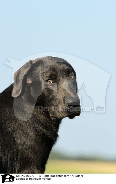 Labrador Retriever Portrait / Labrador Retriever Portrait / KL-07077