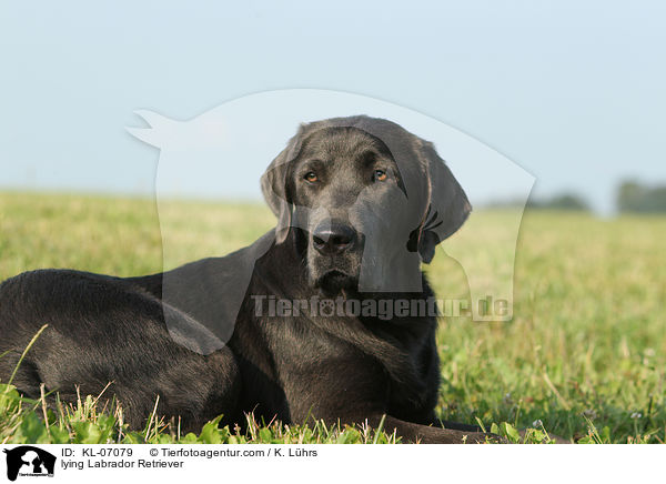 liegender Labrador Retriever / lying Labrador Retriever / KL-07079