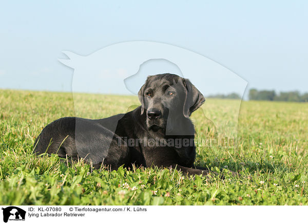 liegender Labrador Retriever / lying Labrador Retriever / KL-07080