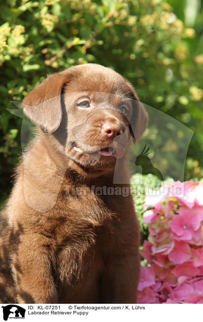 Labrador Retriever Welpe / Labrador Retriever Puppy / KL-07251