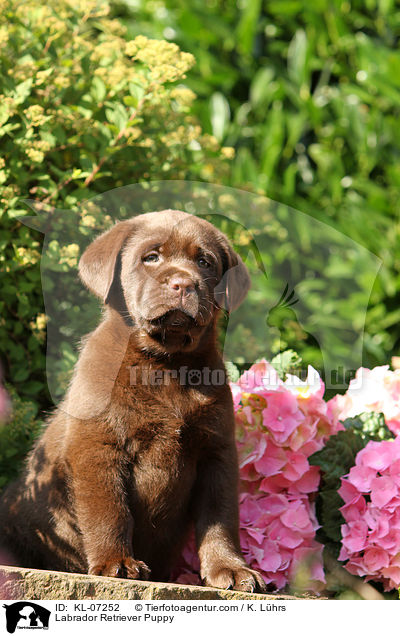 Labrador Retriever Welpe / Labrador Retriever Puppy / KL-07252