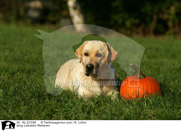 liegender Labrador Retriever / lying Labrador Retriever / KL-07256