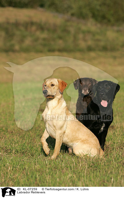 Labrador Retriever / Labrador Retrievers / KL-07259