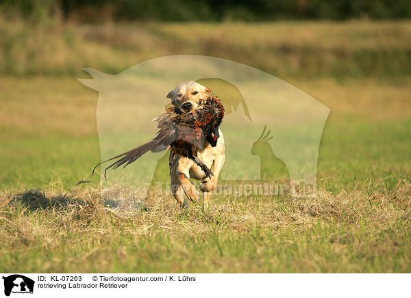 apportierender Labrador Retriever / retrieving Labrador Retriever / KL-07263