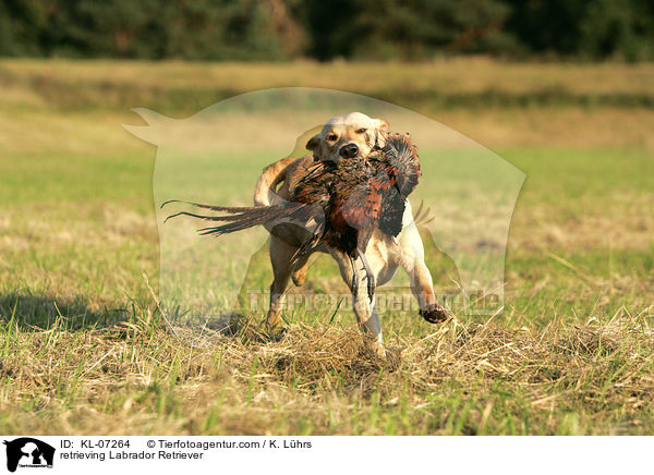 apportierender Labrador Retriever / retrieving Labrador Retriever / KL-07264